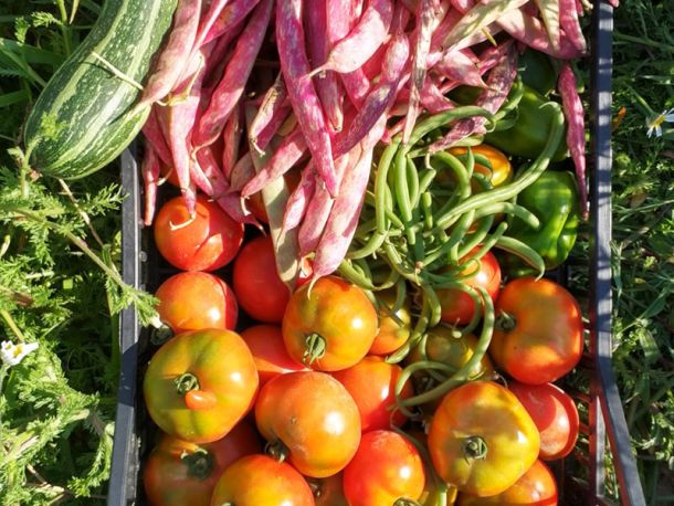 La terra non ha colore