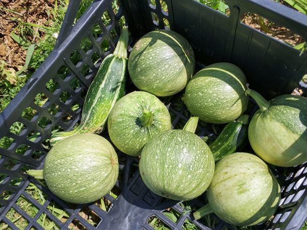 La terra non ha colore